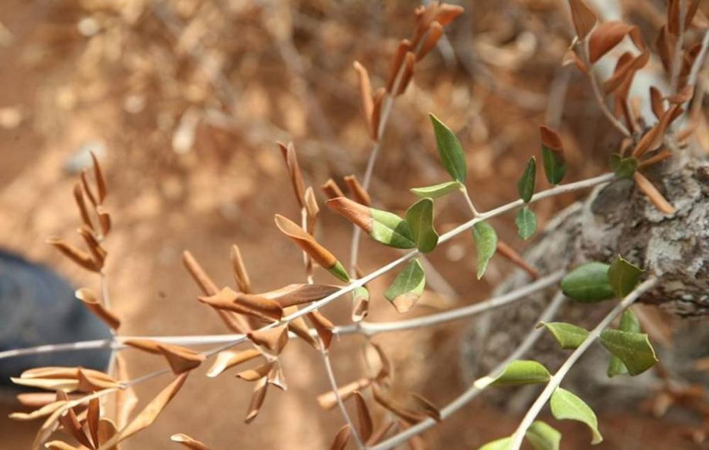 xylella fastidiosa