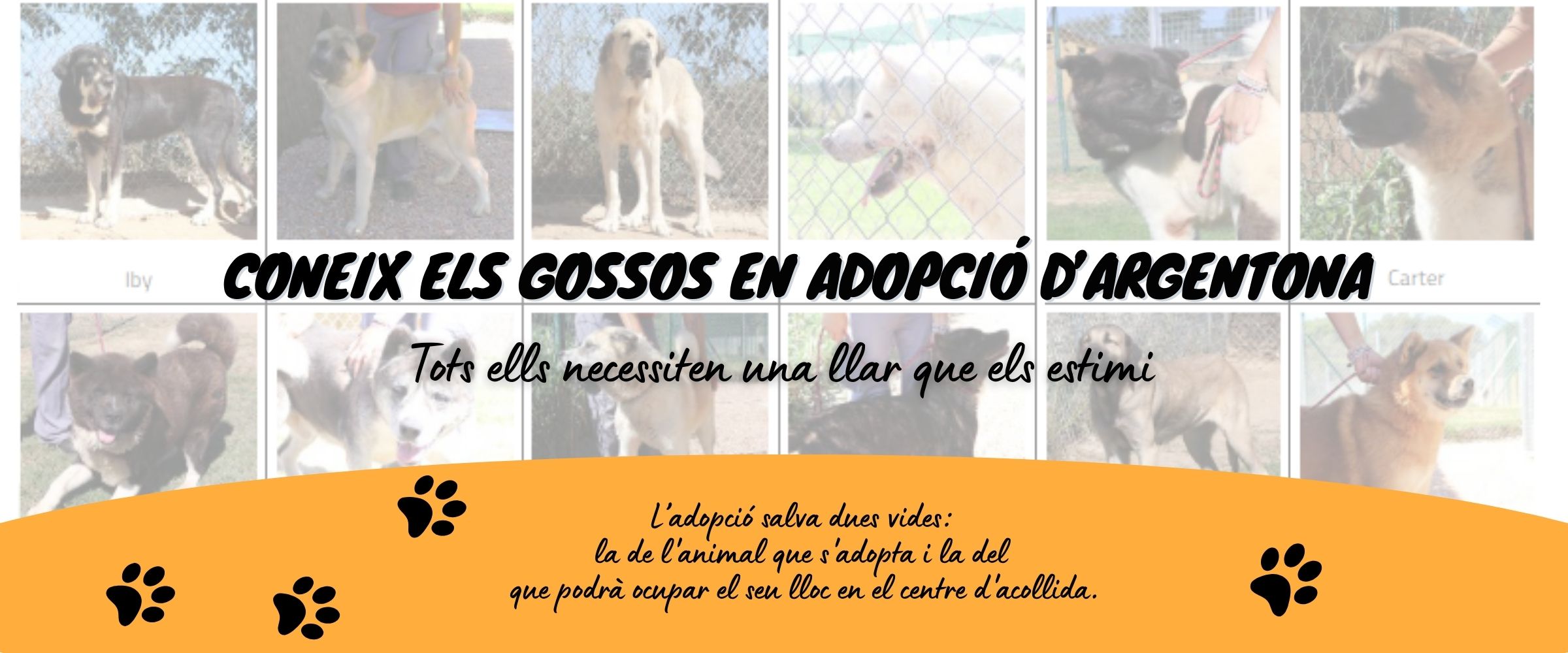 adopci gossos slider