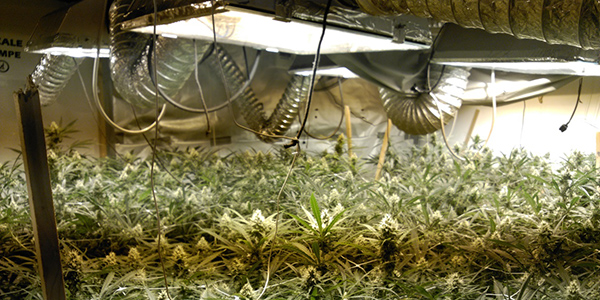 plantaci&oacute; marihuana