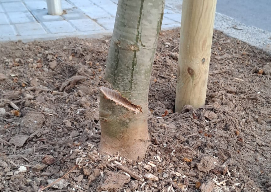 arbre talat Marina Juli�