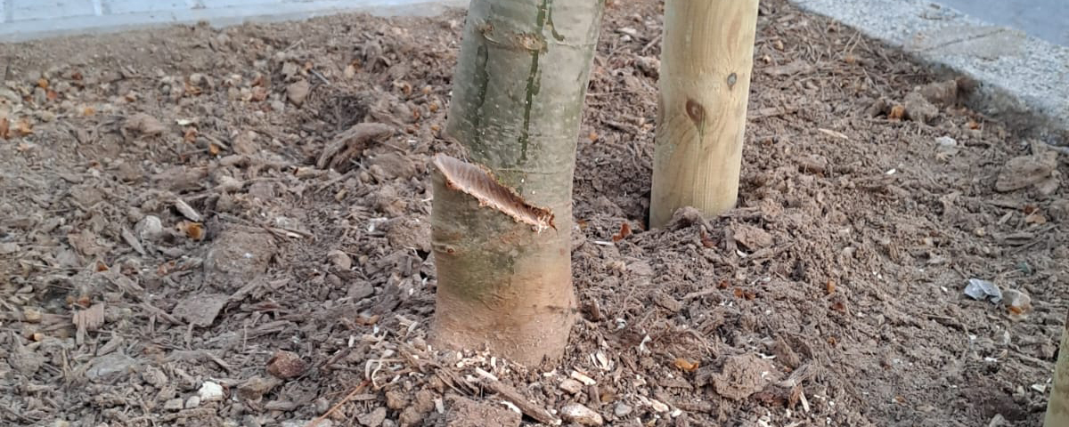 arbre talat Marina Juli�+