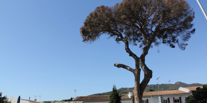 pi_gros_faldogran