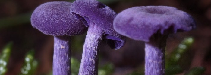 bolets_faldogran bolets_faldogran