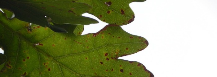 fulla_faldogran