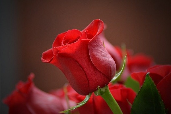 rosa