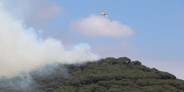 foc