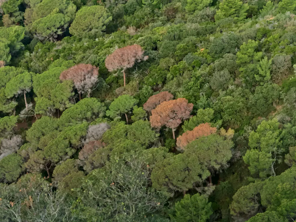 Arbres morts