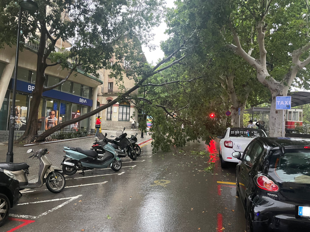 Arbre caigut puig i cadafalch