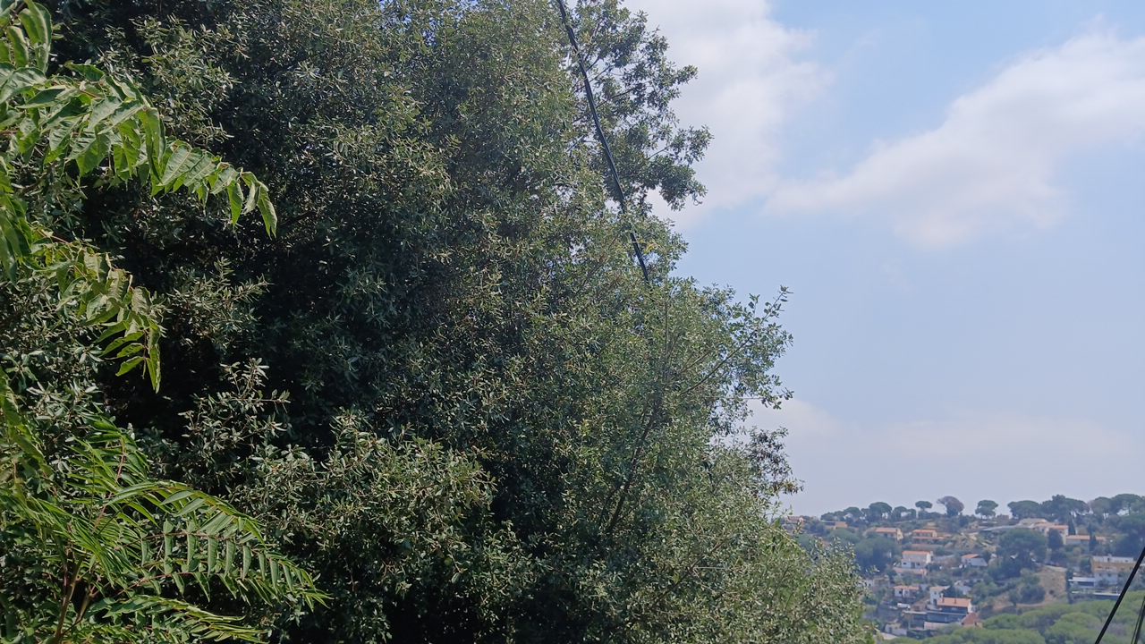 Argentona PVI