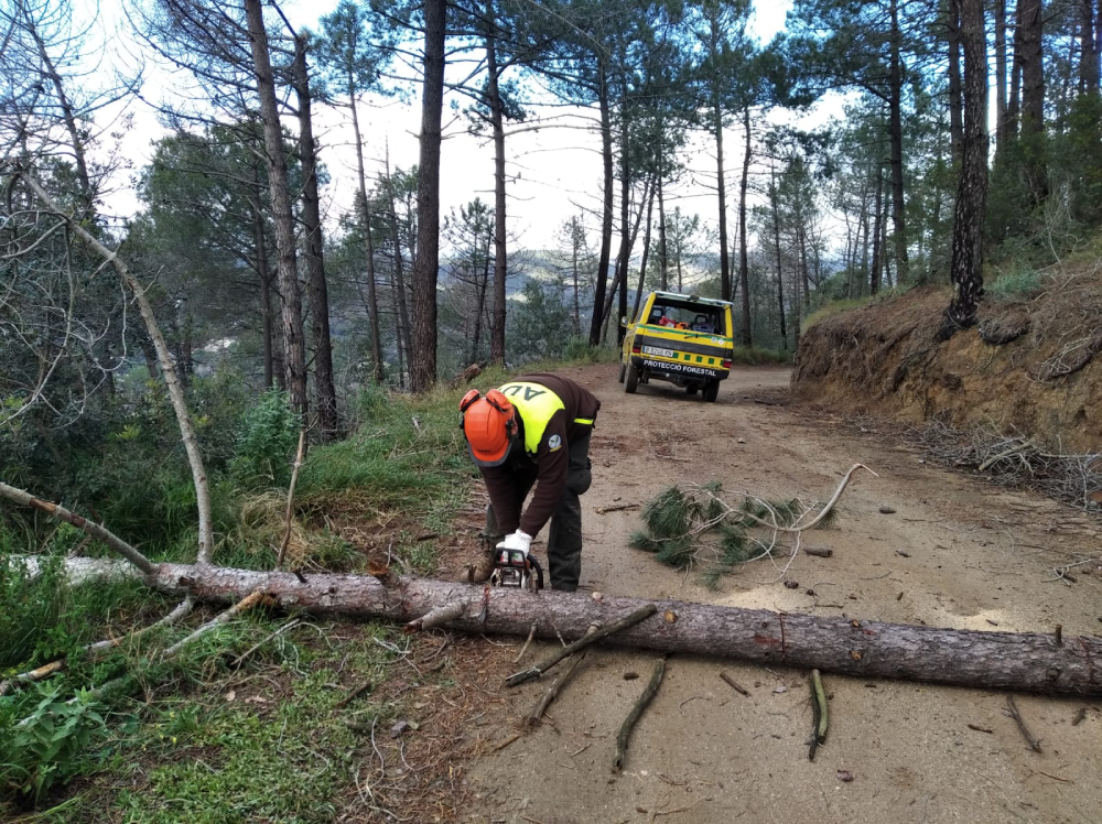 Argentona gesti forestal