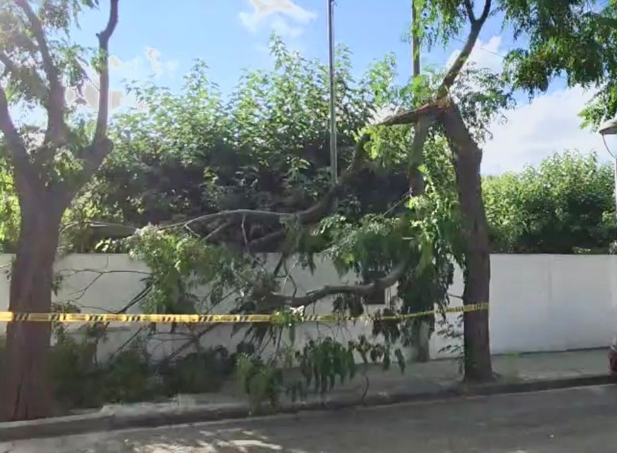 Argentona arbre caigut