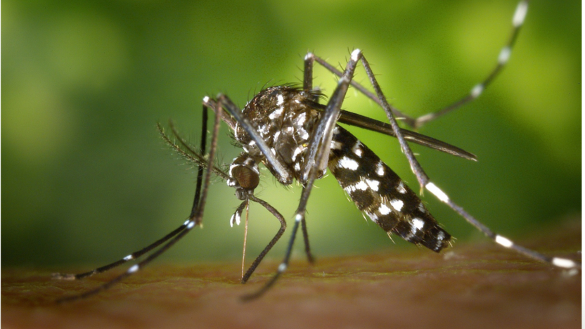 Mosquit tigre