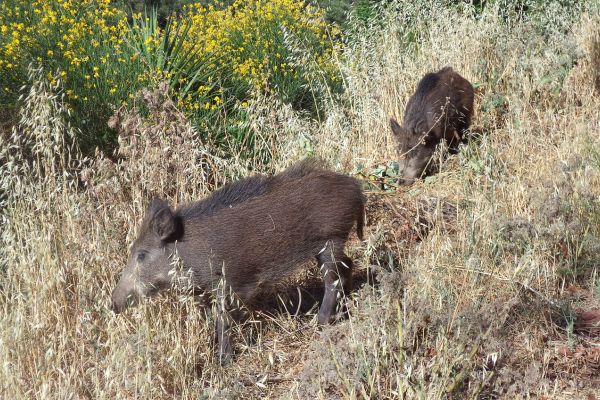 Argentona porc senglar