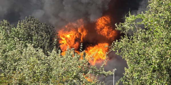 foc orrius