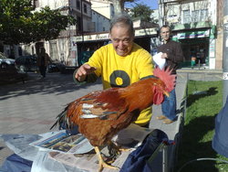 Pollastre_jordi