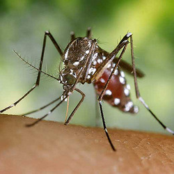 Mosquito-tigre