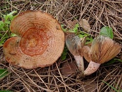 Rovellofermi