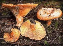 Rovellons