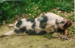 Porc_vietnamita2