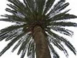 Palmera