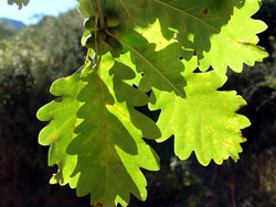 Roure