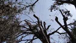 Foto_natura