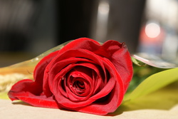Rosa