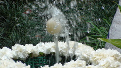 Ou
