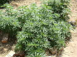 Cannabis