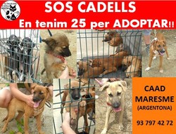 Sos_cadells_25