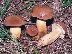 Bolets