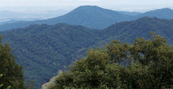 Montnegre-cat