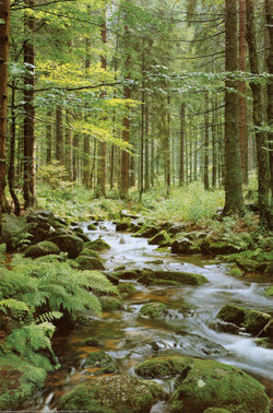 Bosc