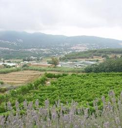 54_-_vinyes_d_argentona