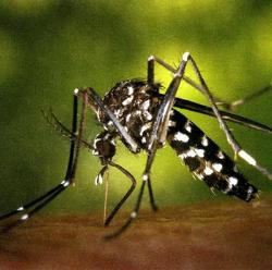 63_-_mosquit_tigre